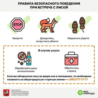 Правило лис
