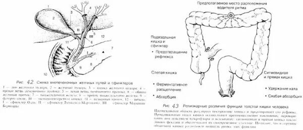 Сфинктер гирша. Сфинктеры пищеварительной системы схема. сфинктеры кишечника человека схема. анатомия сфинктера одди. сфинктеры билиарной системы.