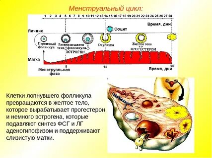 Овуляторный