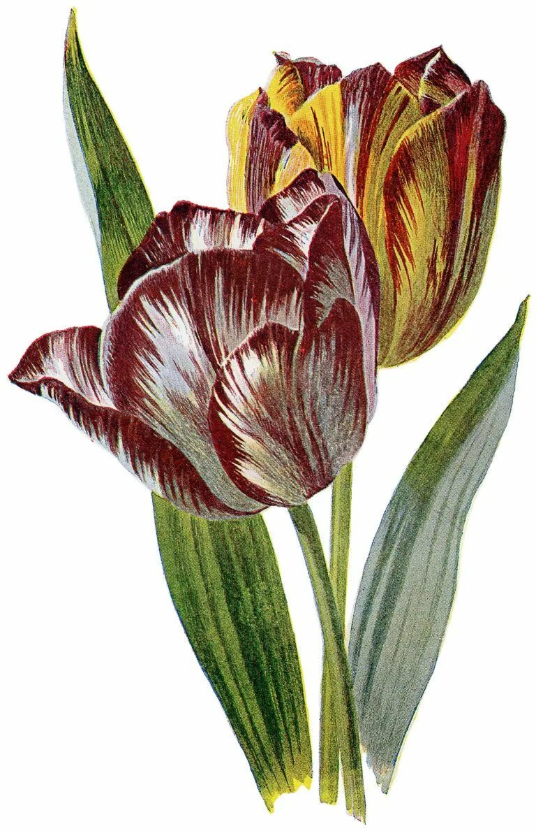Tulipa Botanical цветок. Botanical Mix тюльпан. Ботаническая живопись тюльпаны. Тюльпаны Ботанические зарисовки. Тюльпан ботаника