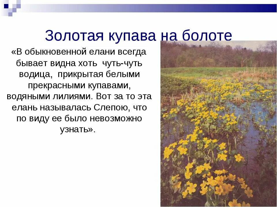 листы каменной книги книга. слепая елань топкое. блудово болото кладовая солнца. елань кладовая солнца. елань кладовая солнца.