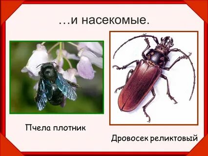 Насекомые занесенные в красную
