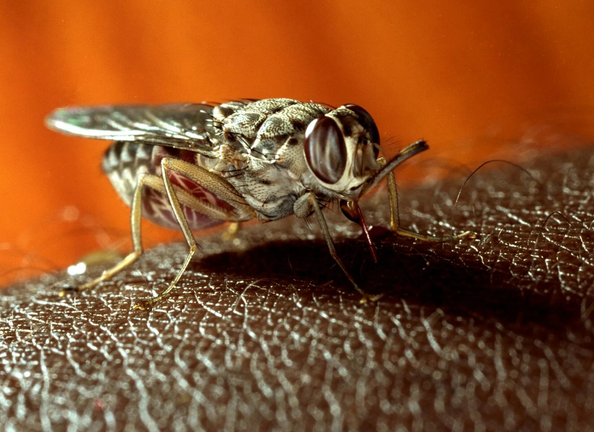 Tsetse fly. Муха ЦЕЦЕ. Муха ЦЕЦЕ Муха ЦЕЦЕ. Муха ЦЕЦЕ Glossina Palpalis. Африканская Муха ЦЕЦЕ.