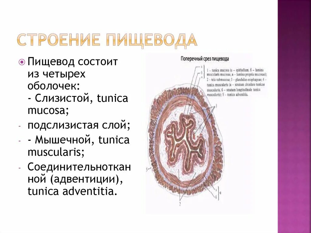 Структура пищевода. Строение стенки пищевода поперечный срез. Поперечный срез пищевода схема. Пищевод топография строение. Микроскопическое строение пищевода.