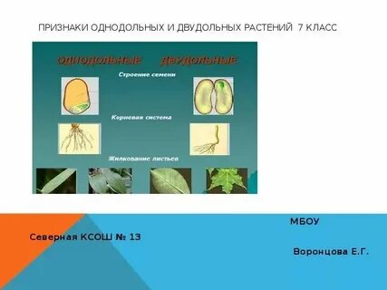 Яблоня однодольное или двудольное