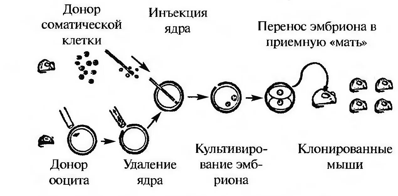 Метод пересадки ядер. Метод трансплантации ядер схема. Этапы клонирования схема. Гибридизация соматических клеток схема. Соматическая гибридизация схема.