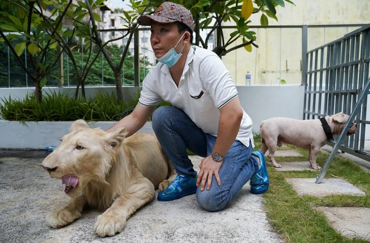 Камбоджийский Лев. Лев Камбоджа. Кхмерский Лев. Pet Lion hun Sen.