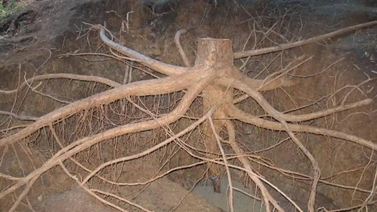 Увлекающийся корень. Скумпия Кожевенная корневая система. Скумпия корни. Отделка корневой системы дерева. Скумпия Кожевенная корень.