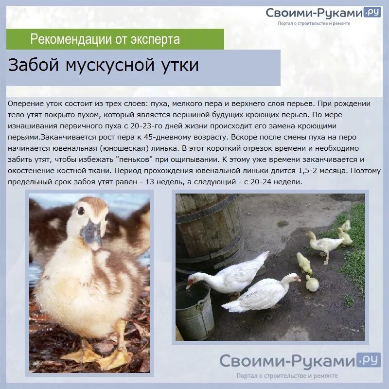 Утка породы Мулард характеристика. Кормление мускусных уток. Вес утят мускусной утки.