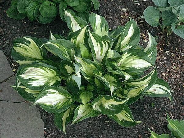 хоста принц. хоста принц оф даркнесс. хоста принц. хоста кэбитан. принсе хоста.