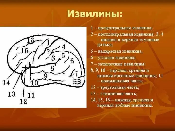 Значение извилин головного мозга. Прецентральная извилина головного мозга. Нижние отделы постцентральной области коры больших полушарий. Параценртральная извилина.