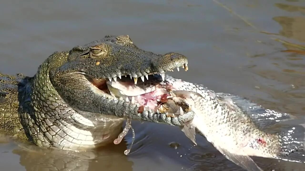 Нильский крокодил. Нильский крокодил ест крокодил.