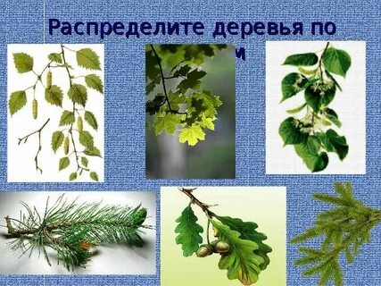 Лиственные и хвойные деревья презентация