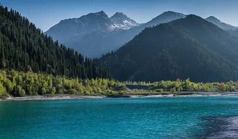 Үлкен семіз есек