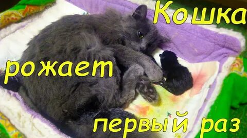 Она родила 1 котенка