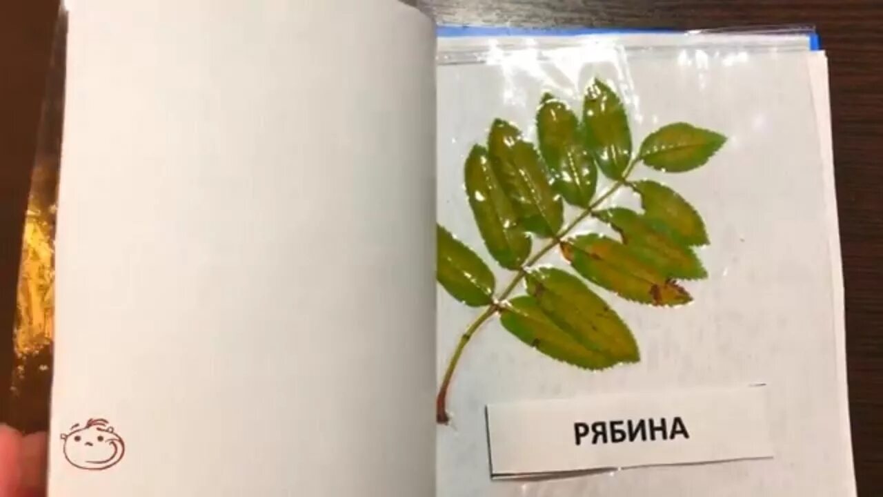 Гербарий ламинированный. Ламинировать листья для гербария. Ламинировать растения для гербария. Заламинировать гербарий.