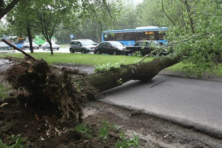 Упавшее дерево. Упавшее дерево в Москве. Падающее дерево. Ураган в Москве 17 сентября 2020.