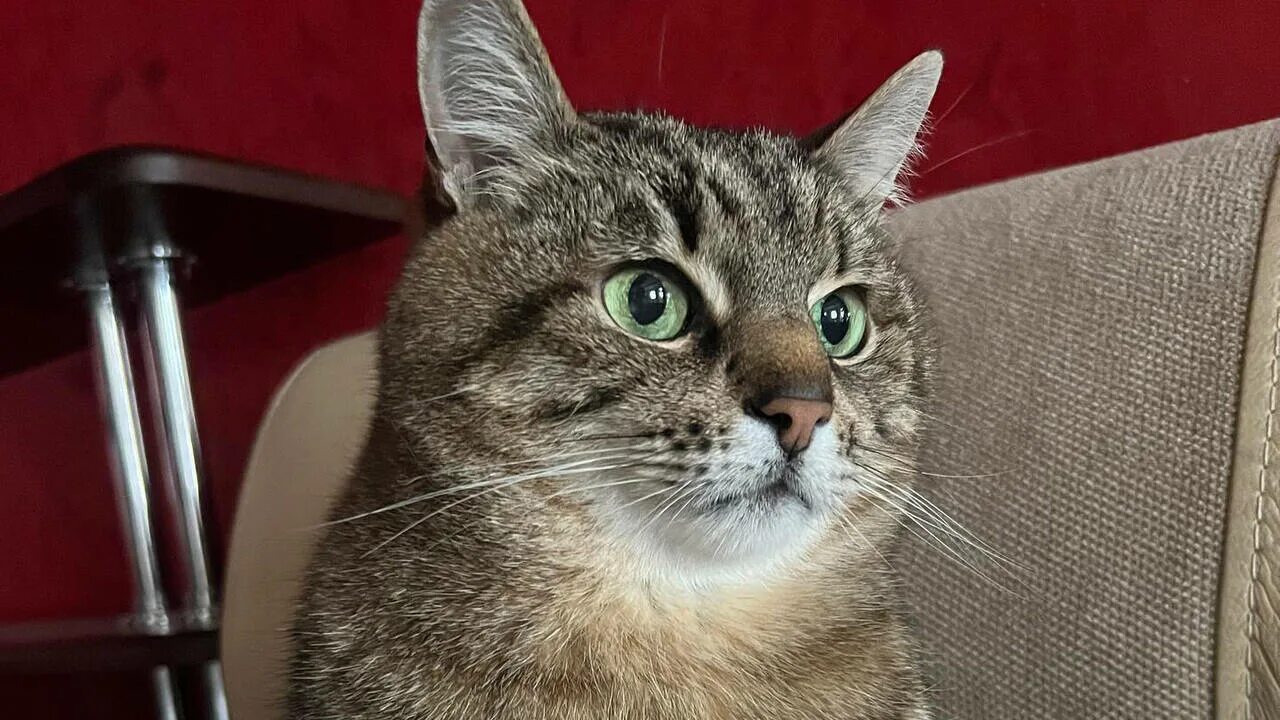 знаменитый кот степан из харькова. кот степан получил премию. кот из харькова. харьковский кот степан.