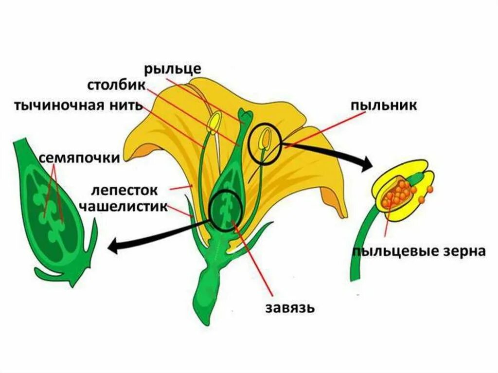 Где в цветке располагаются семязачатки. Семяпочка покрытосеменных растений. Пыльник тычиночная нить рыльце завязь. Пыльник, тычильная нить, рыльце. Семяпочка голосеменных.