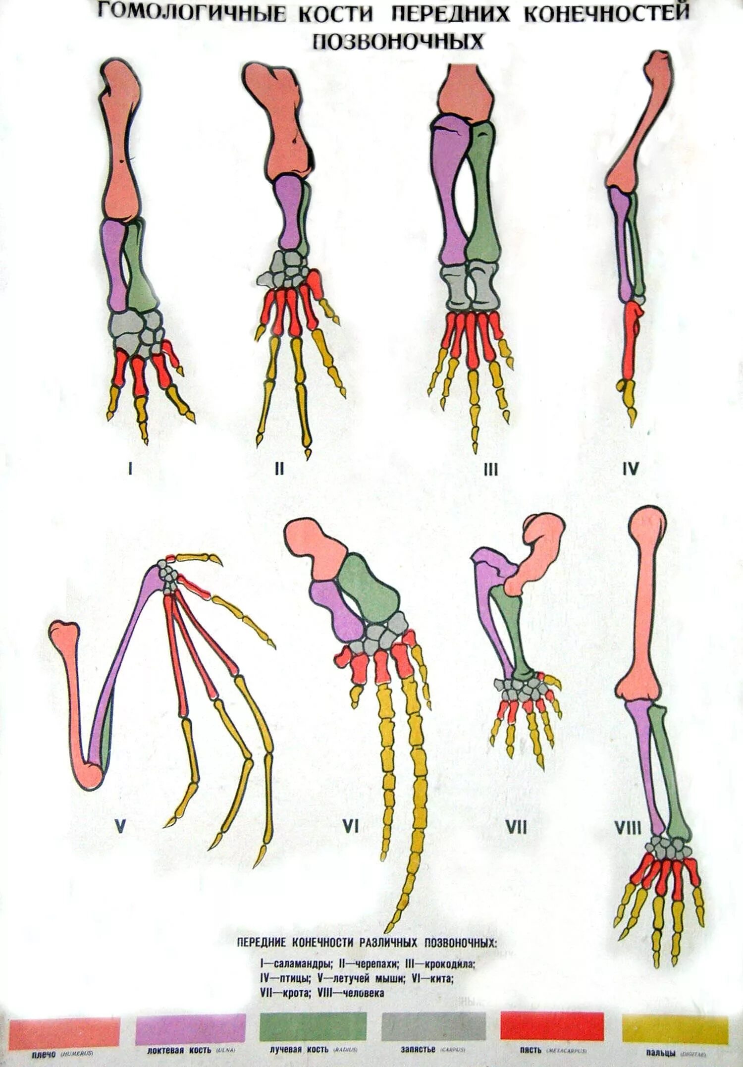 Строение конечностей позвоночных. Строение передних конечностей позвоночных. Эволюция скелета конечностей у позвоночных. Гомологичные конечности позвоночных.
