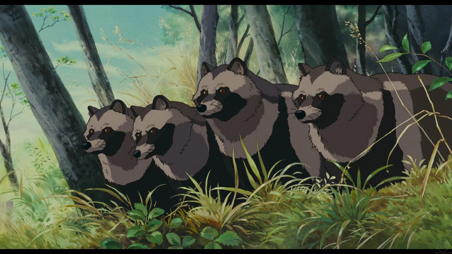 Тануки баяси геншин. Pom Poko Миядзаки.