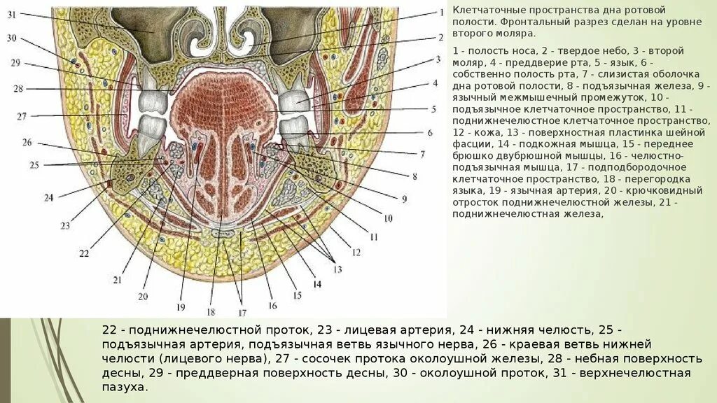 Пространства полости рта. Клетчаточное пространство дна полости рта. Клетчаточное пространство дна полости рта анатомия. Дно полости рта мышцы клетчаточные пространства. Комиссуральные клетчаточные пространства.