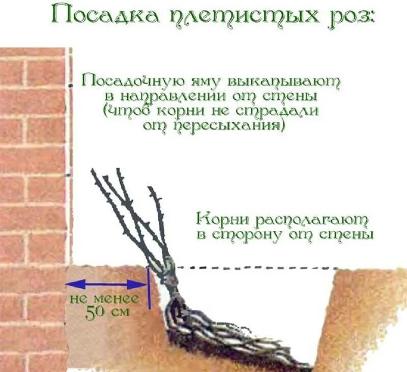 Как правильно посадить саженец розы