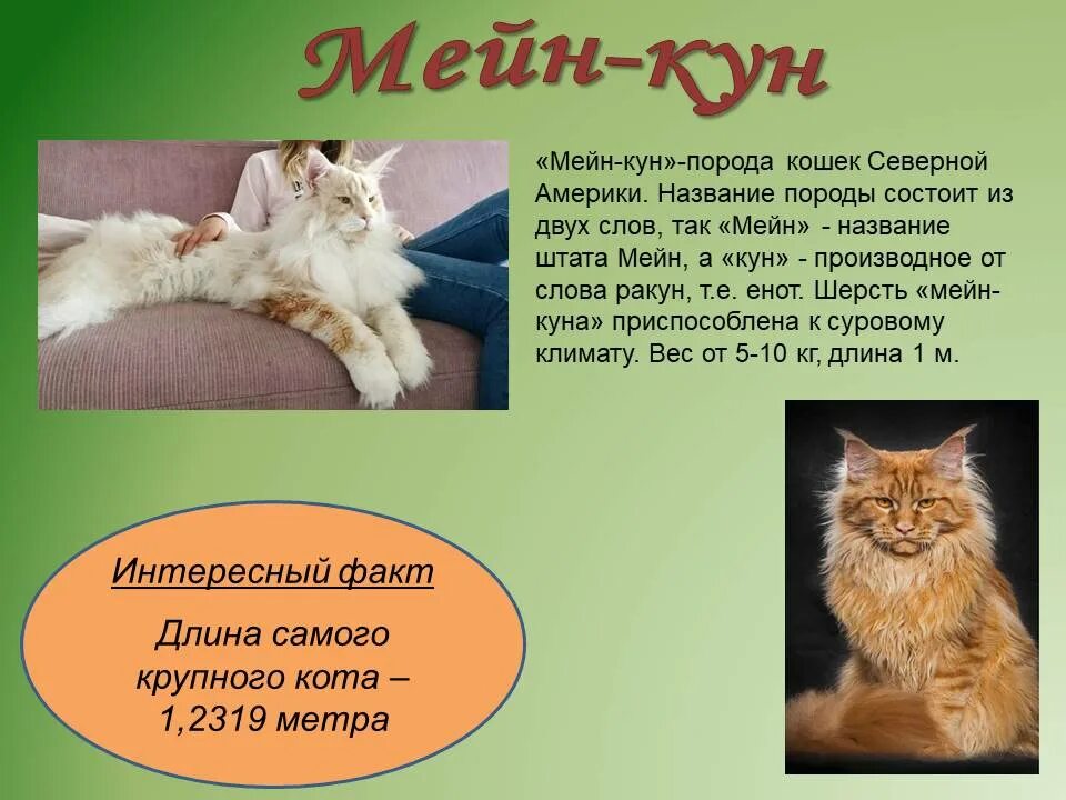 День кошек информация. День кошек Всемирный день. Доклад день кошек. Российский день кошек.