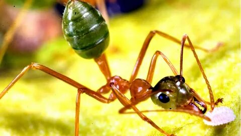 Am ant