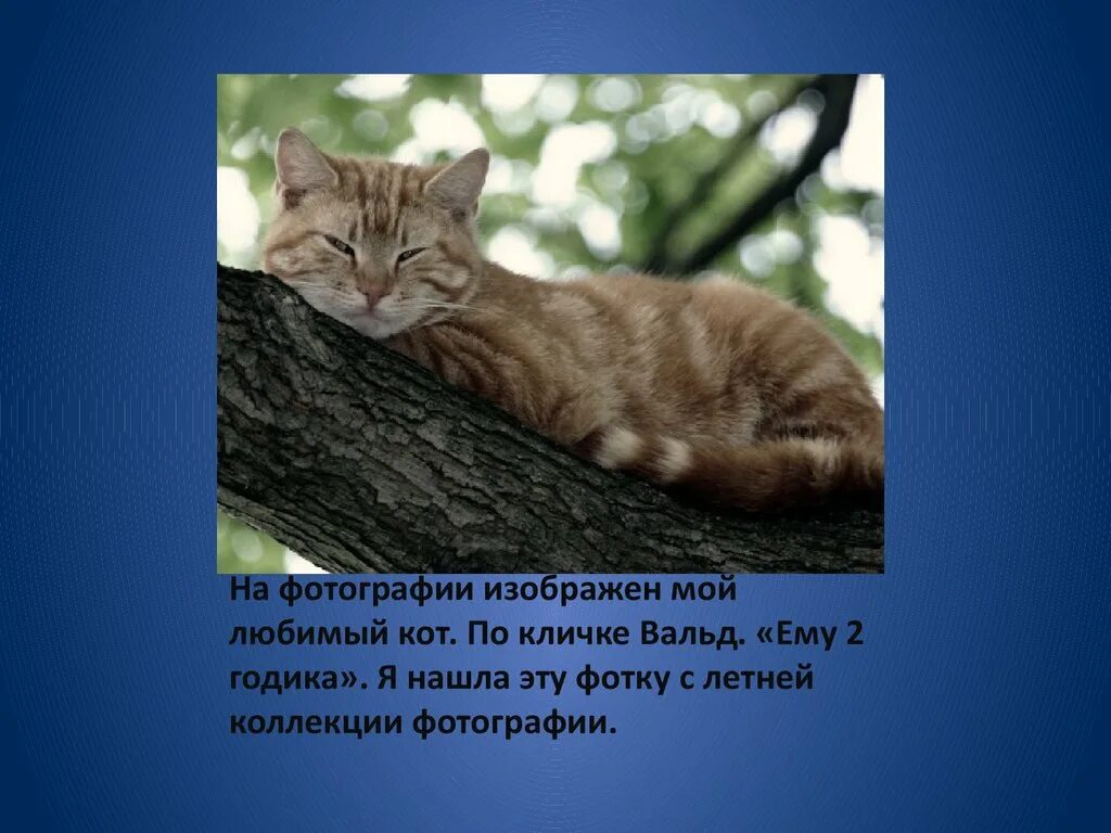 Сочинение про домашнего питомца кошку. Мое домашнее животное. Любимый питомец кот. Сочинение на тему любимого животного. Проект мой любимый питомец кот.