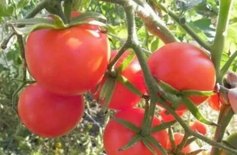 Томат клуша описание и фото характеристики