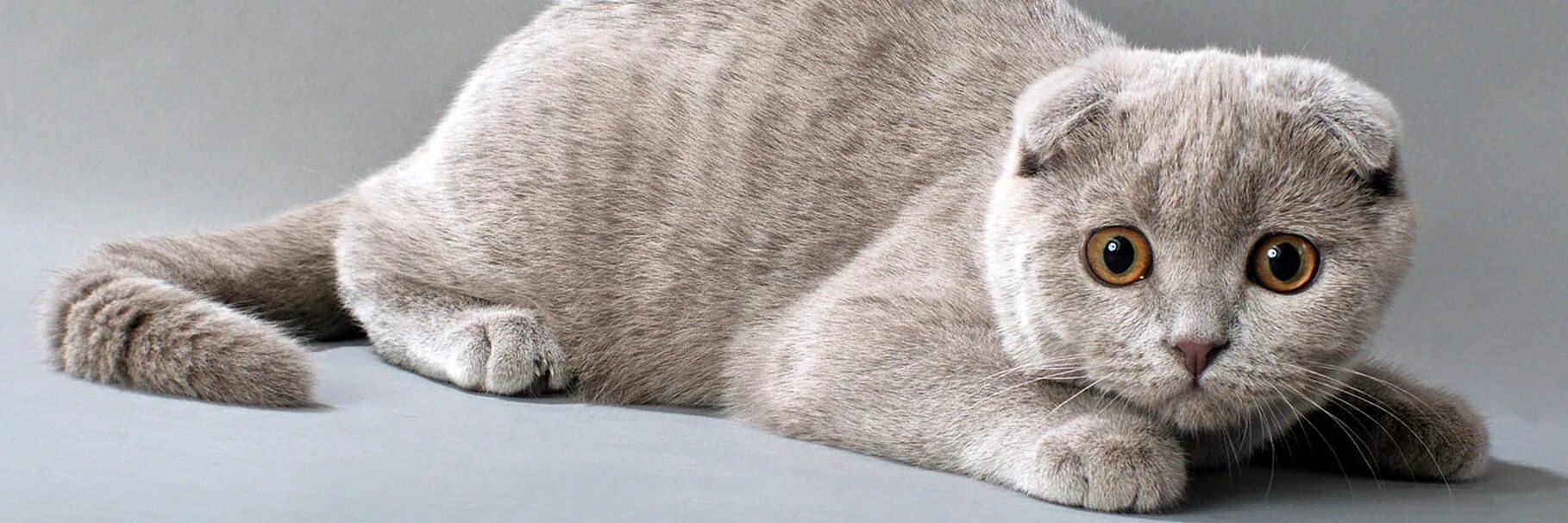 Порода скоттиш фолд. Британская голубая вислоухая. Шотландская вислоухая кошка. Британский скоттиш фолд. Шотландская вислоухая кошка.