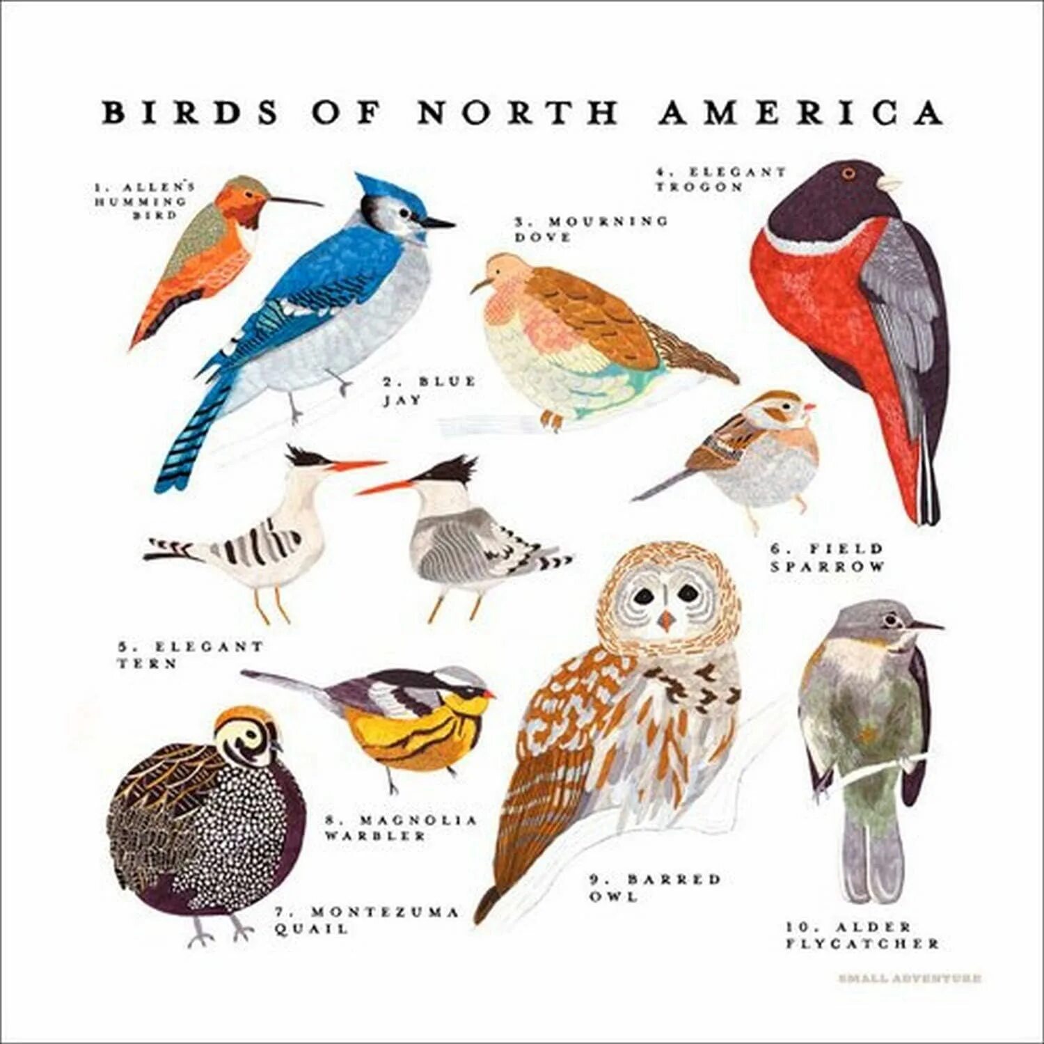 Птицы Северной Америки для детей. Птицы севера названия. Птицы американские названия. Птицы Америки с названиями.