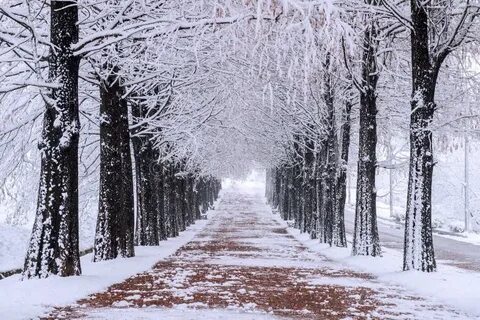 Let t snow