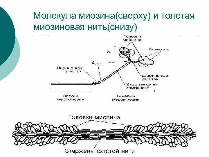 Миозин мышечной ткани. Схема строения миозина. строение миозинового филамента. миозин строение и функции. строение молекулы миозина.
