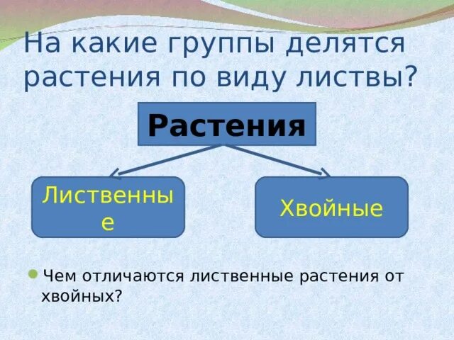 Слова делятся на группы. На какие группы делятся. Растения делятся на. На какие группы делятся растения. На какие группы делится стиль.