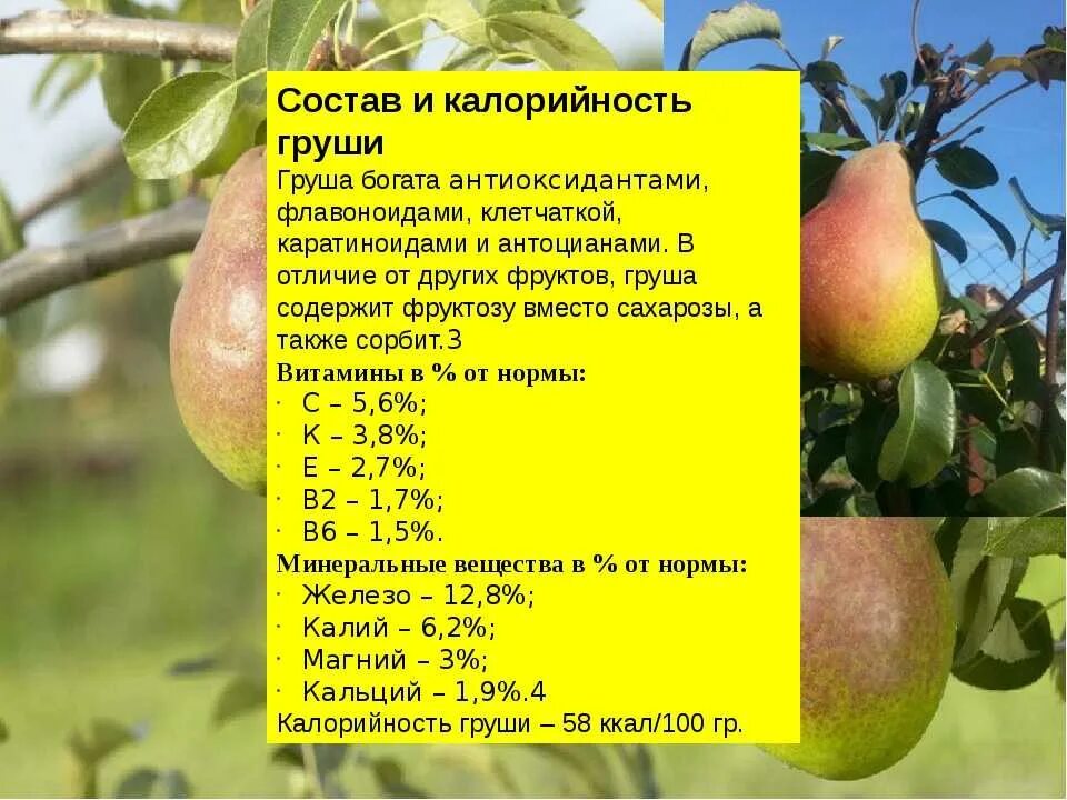 Обработка сада от вредителей и болезней. Совместимость посадки плодовых деревьев и кустарников в саду. Груша задание для малышей. Стадии развития плода яблони. Груша дюшес.