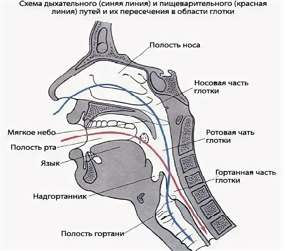 Рефлекторный путь глотательного рефлекса. Рефлекторная дуга акта глотания схема. Глоточный рефлекс схема. Рефлекс глотания дуга.