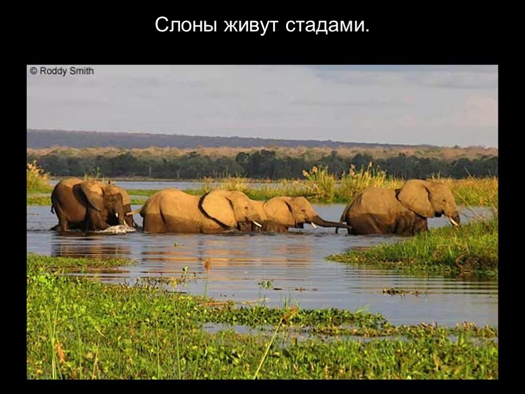 Слоны живут стадами. Доклад где живут слоны 1 класс. Слон в какой природной зоне