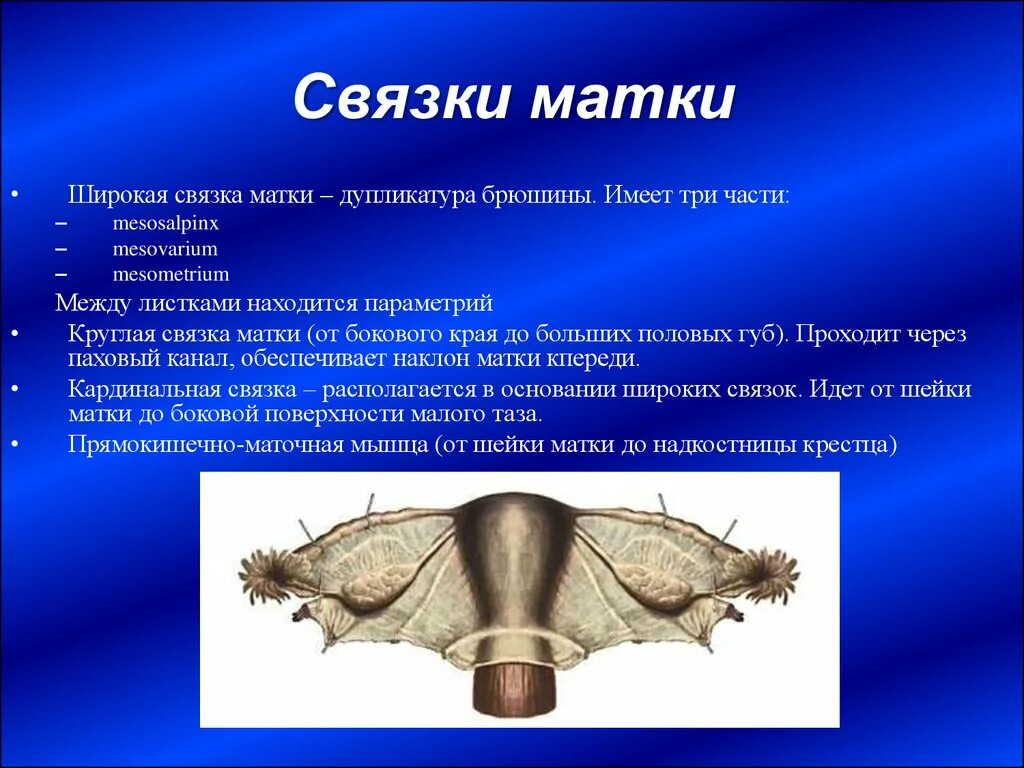 Круглая связка матки располагается. Части широкой связки матки. Широкая связка матки анатомия. Подвешивающий связочный аппарат матки.