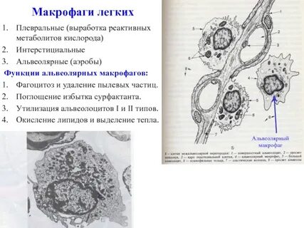 Макрофаги анализ