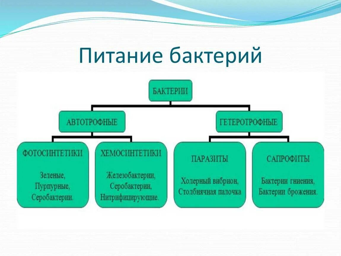 Схема питания бактерий 7 класс. По типу питания бактерии делятся на. Способы питания бактерий схема. Схема типы питания бактерий 5 класс.