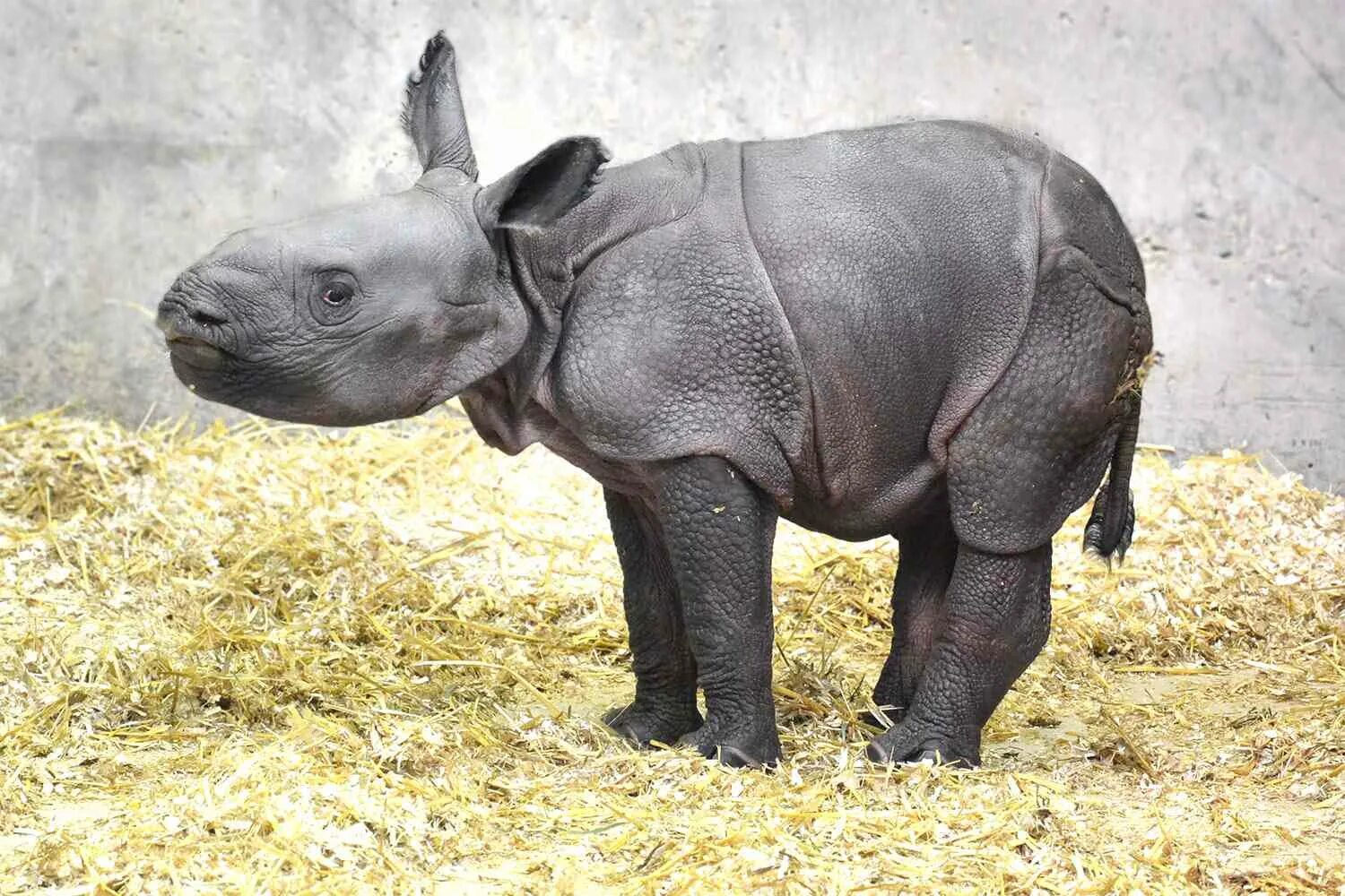 Сколько детенышей носорога родилось в 2001 году. Детеныш носорога. Черный носорог детеныш. Rhino Calf. Носорог из дерева.