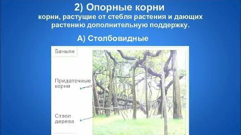 Корни подпорки примеры растений