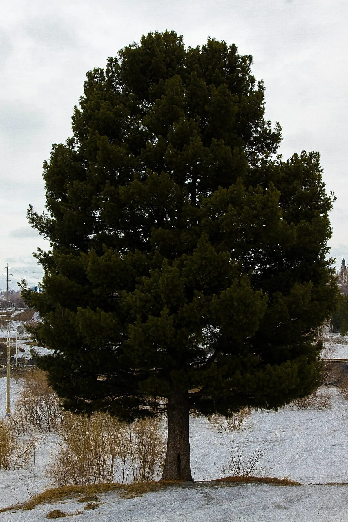 Кедр в подмосковье. Сосна кедровая сибирская. сосна сибирская кедр. сибирский сосна сосна кедровая. кедр сибирский pinus sibirica.