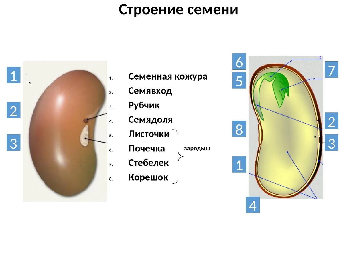 Урок биологии семена. Строение семени 6 класс биология. Строение семени фасоли 6 класс. Строение семян 6. Строение семени рубчик семявход.