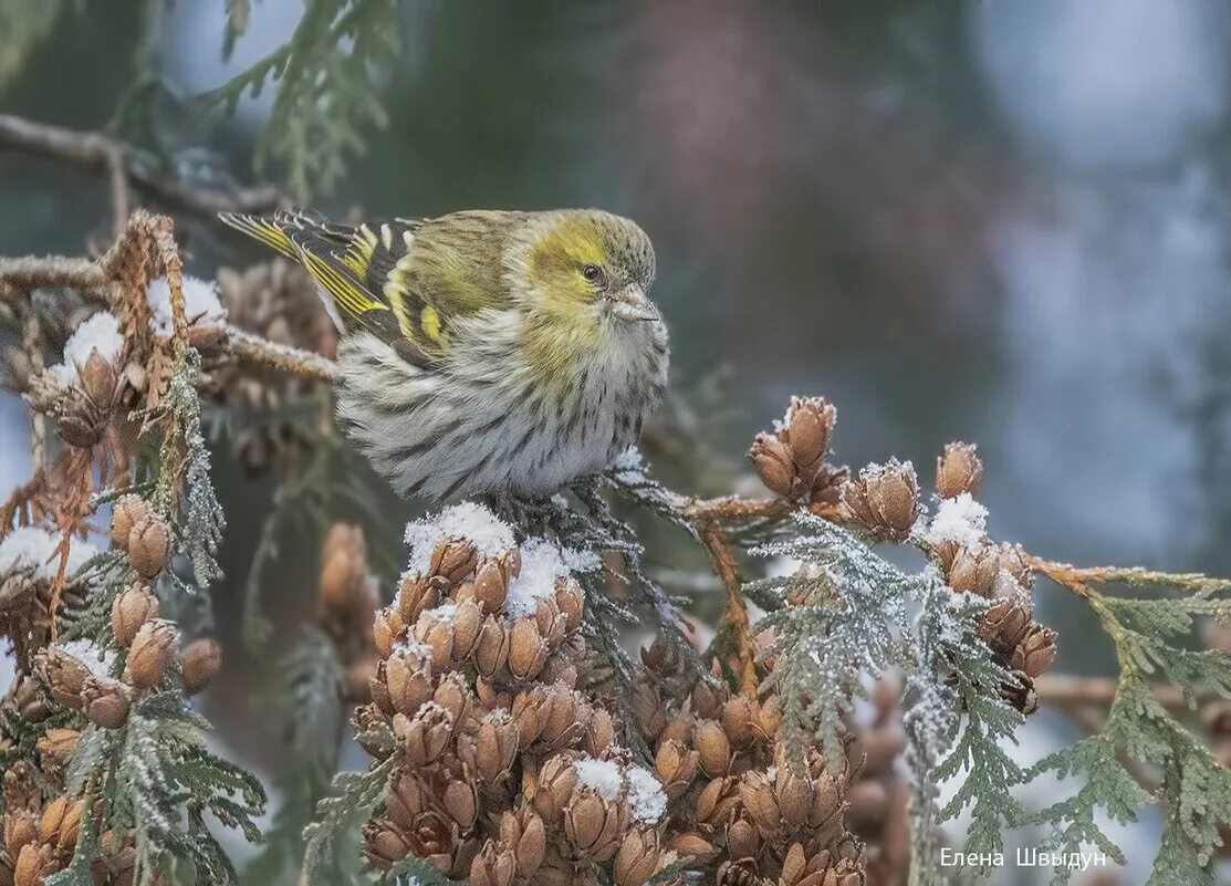 чижикея. чижик магазин логотип. чижик птица. лого сетевых магазинов чижик. мундир чижика пыжика.