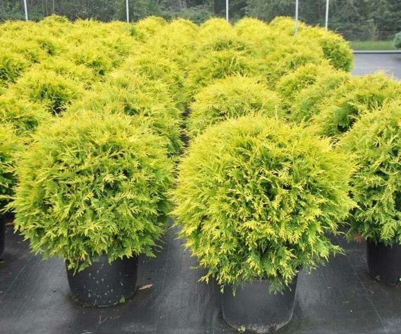 Туя смарагд и даника. Туя западная голден глоб. Туя атровиренс. Туя шаровидная сорта и виды. Туя западная шаровидная даника.