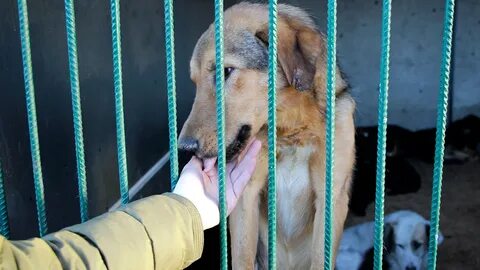 Служба по отлову собак
