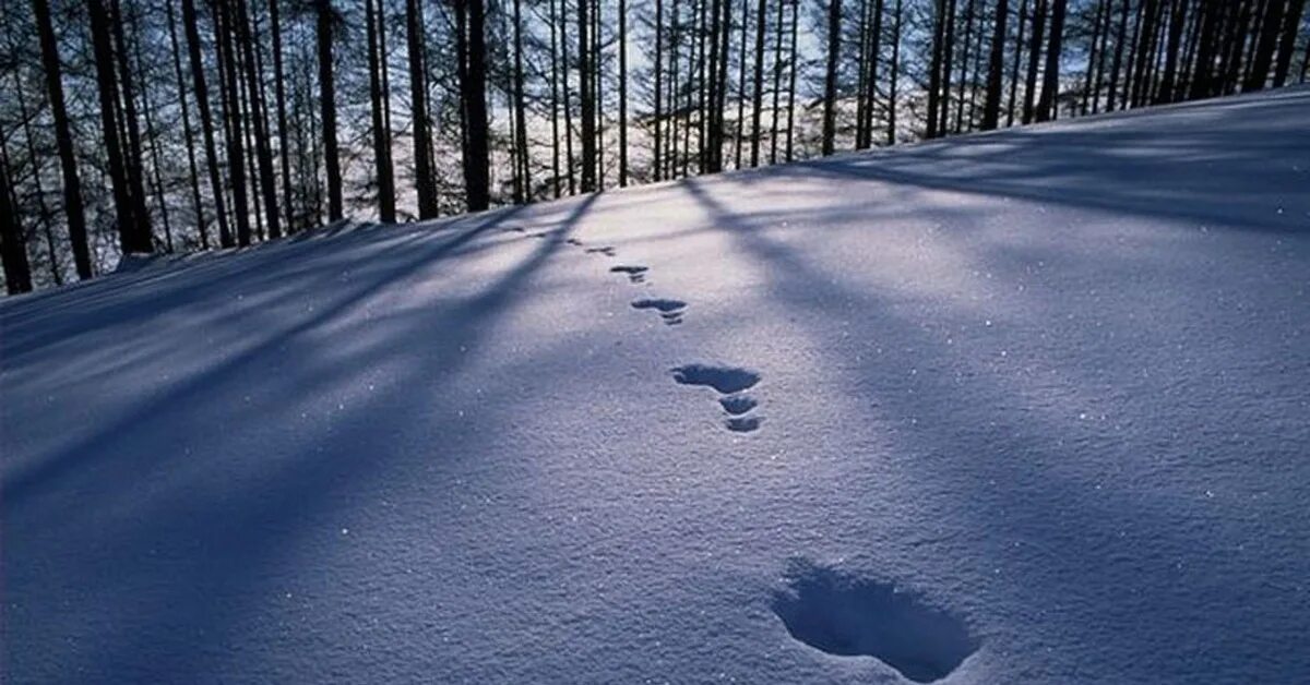 Следы на снегу. Следы на снегу в лесу. Следы человека на снегу. Следы зимой на снегу.